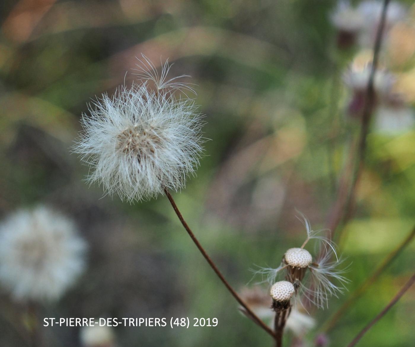 Aster, Three-veined fruit